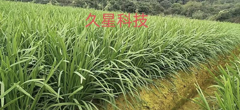 久星10号韭菜籽，抗寒不休眠，不易干尖，高产优质