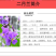 二月兰种子秋播易活耐寒花籽诸葛菜多年生四季播种花耐阴花籽