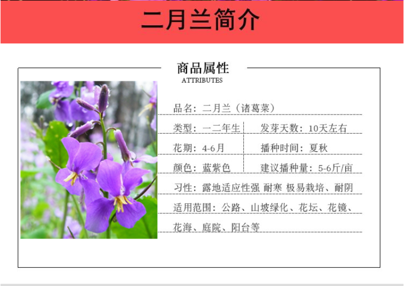 二月兰种子秋播易活耐寒花籽诸葛菜多年生四季播种花耐阴花籽