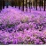 二月兰种子秋播易活耐寒花籽诸葛菜多年生四季播种花耐阴花籽