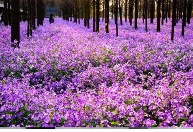 二月兰种子秋播易活耐寒花籽诸葛菜多年生四季播种花耐阴花籽