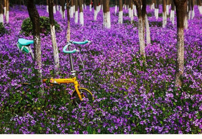 二月兰种子秋播易活耐寒花籽诸葛菜多年生四季播种花耐阴花籽