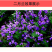 二月兰种子秋播易活耐寒花籽诸葛菜多年生四季播种花耐阴花籽