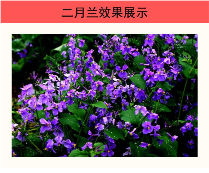 二月兰种子秋播易活耐寒花籽诸葛菜多年生四季播种花耐阴花籽