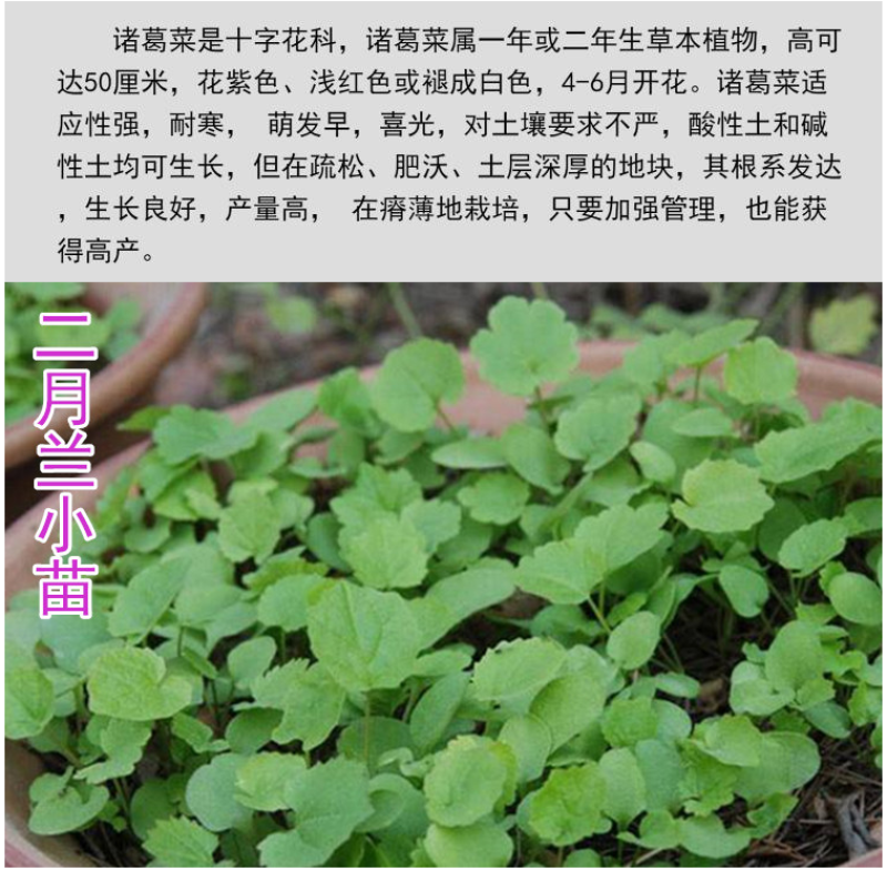 二月兰种子秋播易活耐寒花籽诸葛菜多年生四季播种花耐阴花籽
