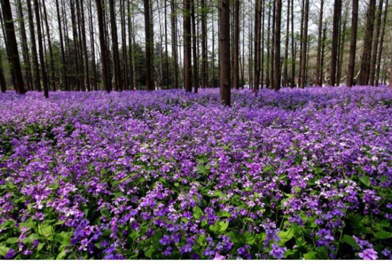 二月兰种子秋播易活耐寒花籽诸葛菜多年生四季播种花耐阴花籽