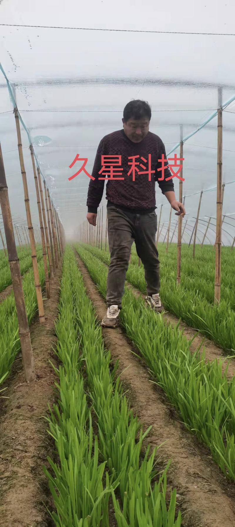 (高产久11）杂交韭菜种子，抗寒耐热，叶色浓绿，优质高产