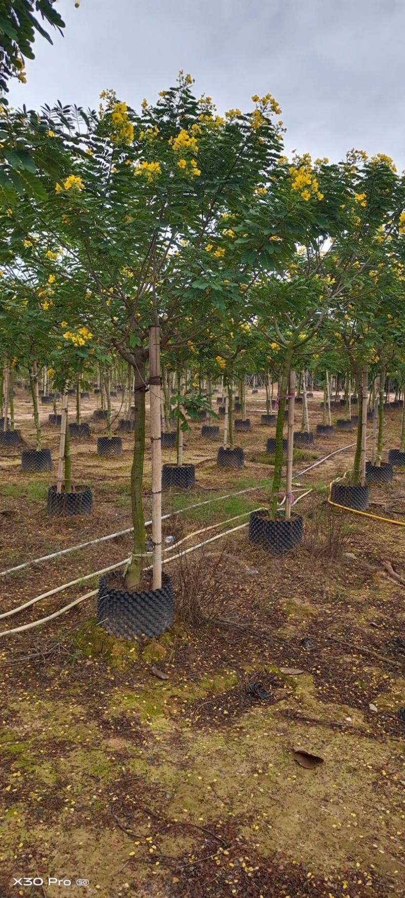 黄花槐批发福建漳州黄花槐种植基地5公分现货300多棵出售