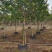 黄花槐批发福建漳州黄花槐种植基地5公分现货300多棵出售
