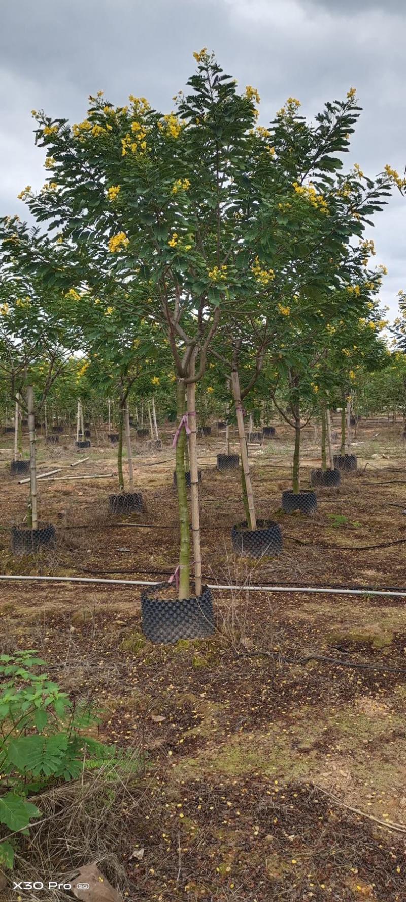 黄花槐批发福建漳州黄花槐种植基地5公分现货300多棵出售