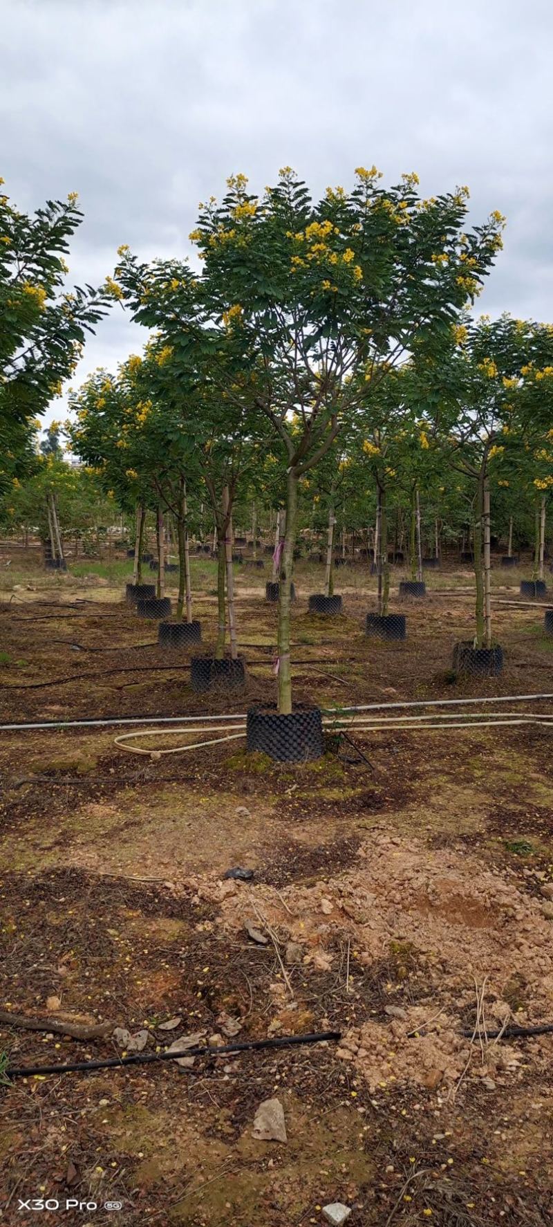 黄花槐批发福建漳州黄花槐种植基地5公分现货300多棵出售