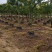 黄花槐批发福建漳州黄花槐种植基地5公分现货300多棵出售