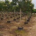 黄花槐批发福建漳州黄花槐种植基地5公分现货300多棵出售