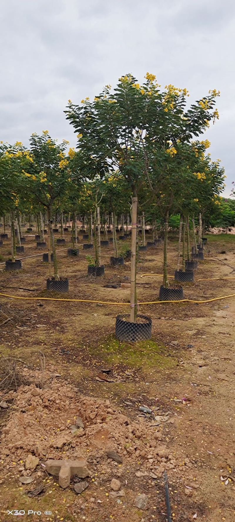 黄花槐批发福建漳州黄花槐种植基地5公分现货300多棵出售
