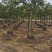 黄花槐批发福建漳州黄花槐种植基地5公分现货300多棵出售