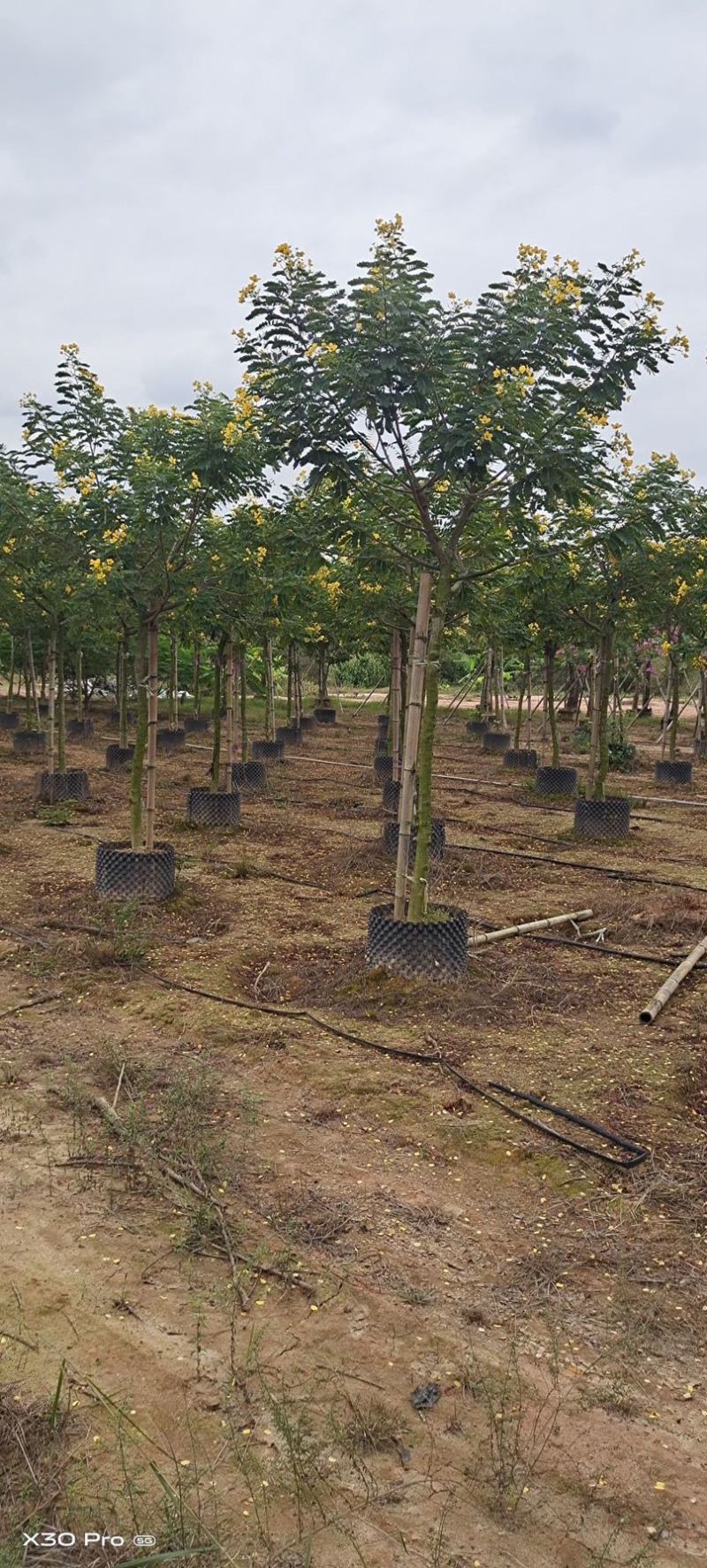 黄花槐批发福建漳州黄花槐种植基地5公分现货300多棵出售