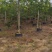 黄花槐批发福建漳州黄花槐种植基地5公分现货300多棵出售