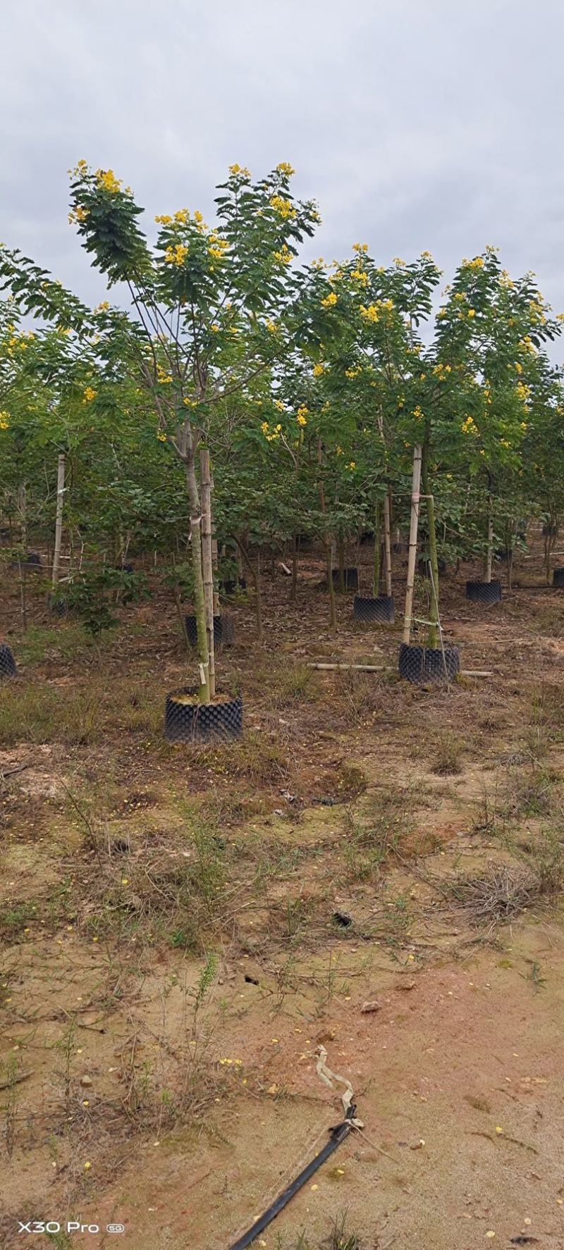 黄花槐批发福建漳州黄花槐种植基地5公分现货300多棵出售