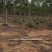 黄花槐批发福建漳州黄花槐种植基地5公分现货300多棵出售