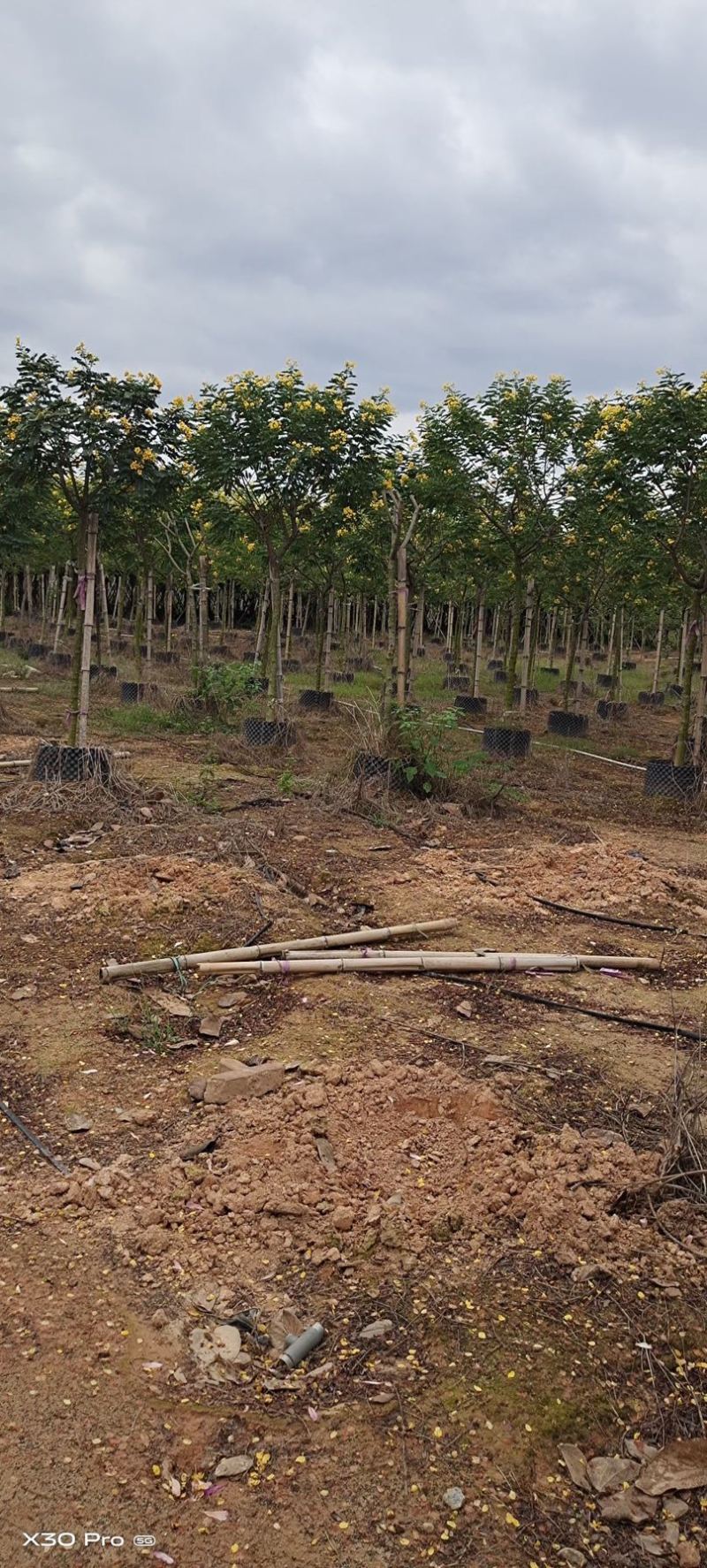 黄花槐批发福建漳州黄花槐种植基地5公分现货300多棵出售