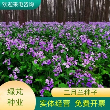 二月兰种子秋播易活耐寒花籽诸葛菜多年生四季播种花耐阴花籽