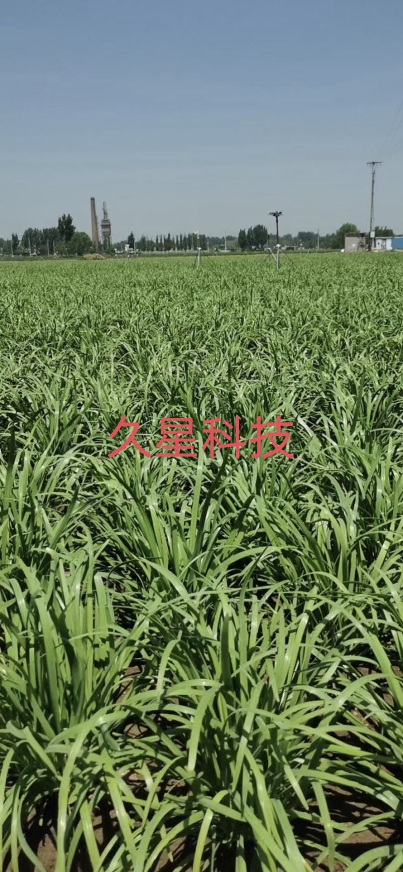 久星16韭菜种子，不休眠且叶色深绿，高抗病
