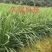 久星16韭菜种子，不休眠且叶色深绿，高抗病