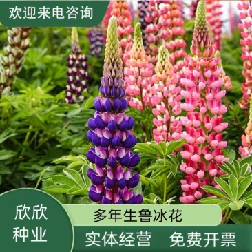 鲁冰花种子四季易活花籽羽扇豆种子多年生宿根花卉庭院室外