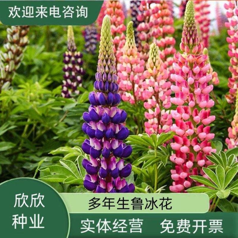 鲁冰花种子四季易活花籽羽扇豆种子多年生宿根花卉庭院室外