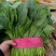 【热卖】大叶菠菜，小叶菠菜，精品菠菜，质量精品，价格美丽