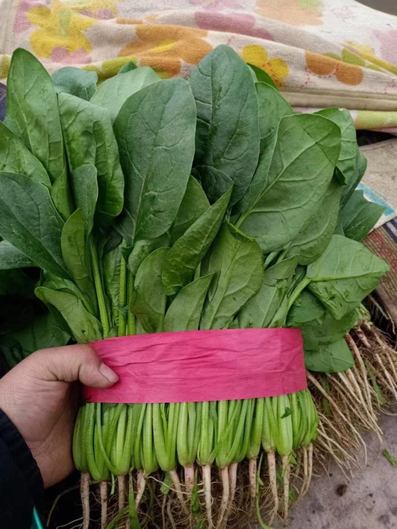 【热卖】大叶菠菜，小叶菠菜，精品菠菜，质量精品，价格美丽