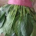 【热卖】大叶菠菜，小叶菠菜，精品菠菜，质量精品，价格美丽
