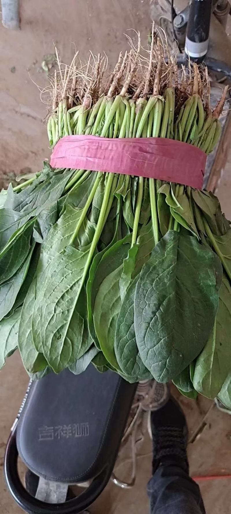 【热卖】大叶菠菜，小叶菠菜，精品菠菜，质量精品，价格美丽