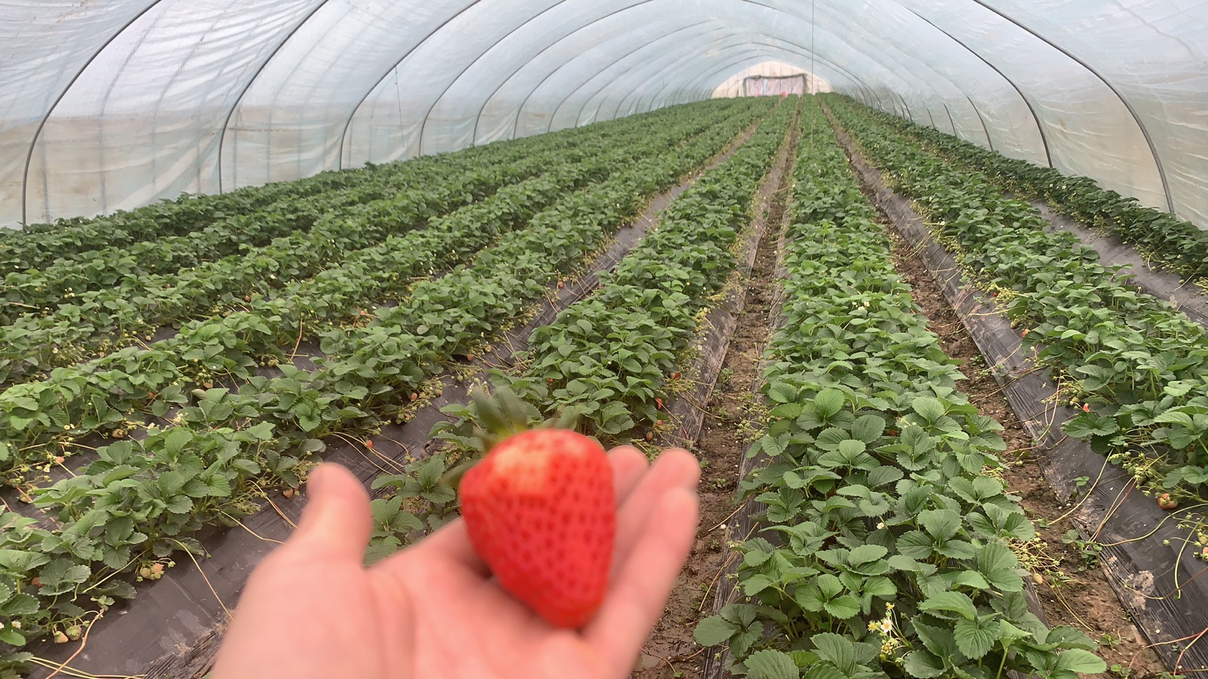 红颜草莓采摘园全景