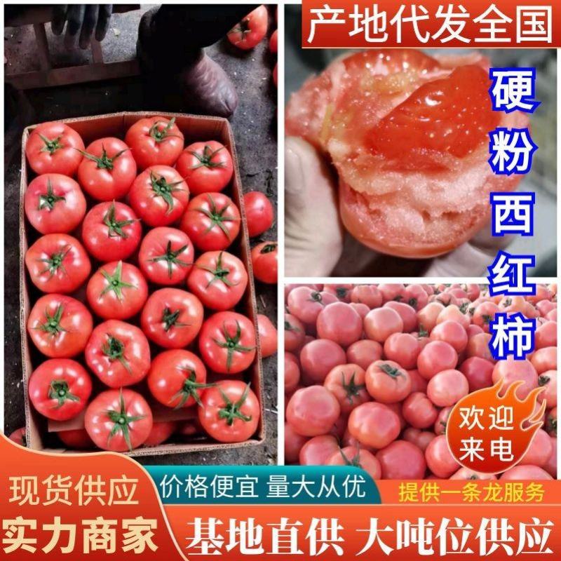 【实力】西红柿费县西红柿硬粉西红柿商超品质欢迎电联