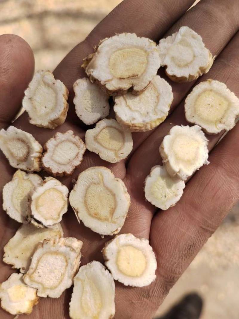 商洛地产高含量桔梗片，去皮桔梗片过4号筛