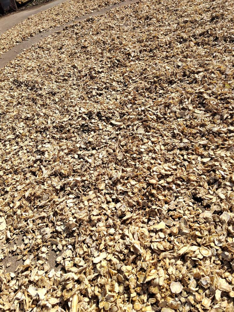 商洛地产高含量桔梗片，去皮桔梗片过4号筛