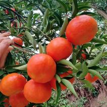 红橘，千亩果园，古红橘，产地直发，欢迎各地老板前来和谈