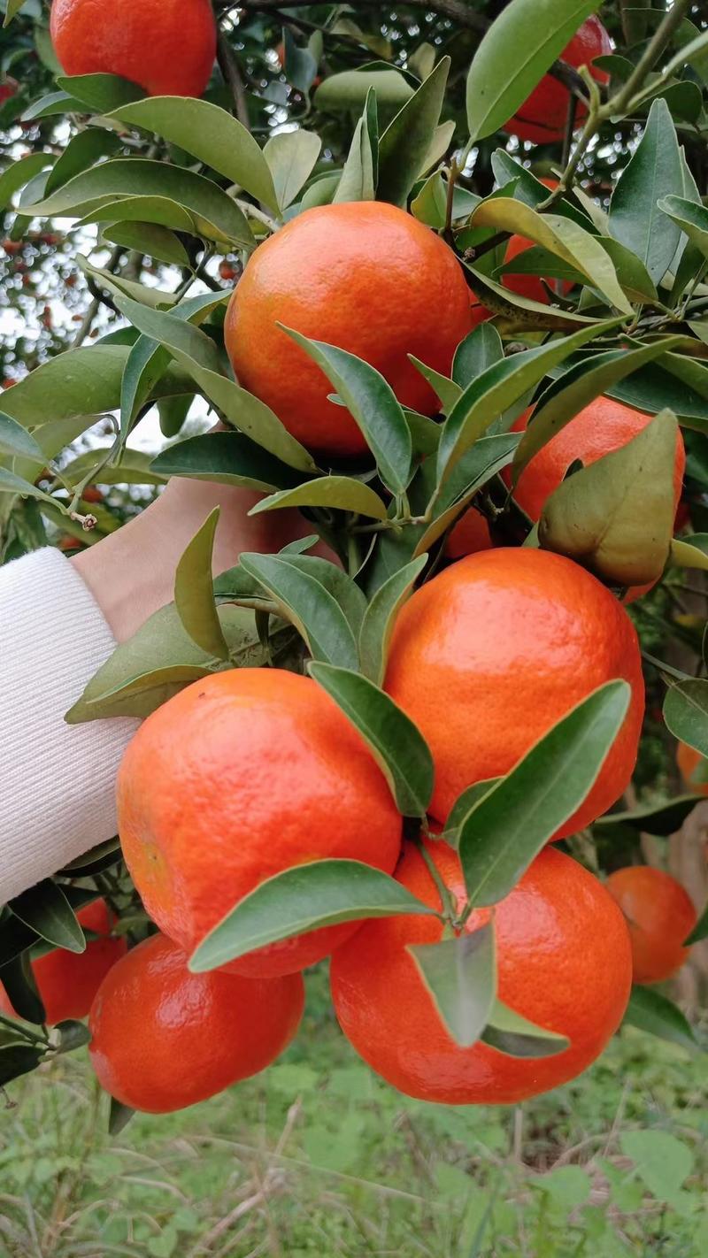 红橘，千亩果园，古红橘，产地直发，欢迎各地老板前来和谈