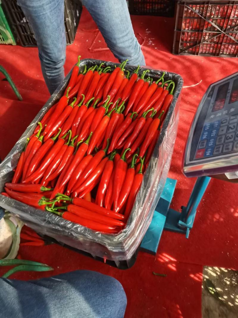 云南西双版纳美人椒，大量上市当中，需要的老板可以联系我