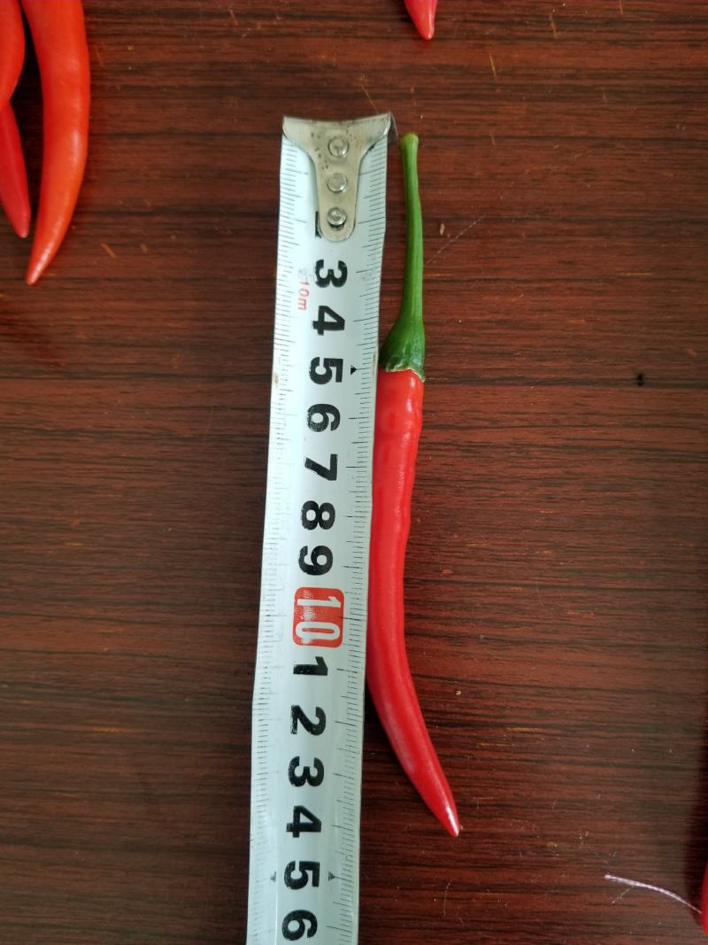 云南西双版纳小米椒朝天椒，大量上市，需要的老板联系