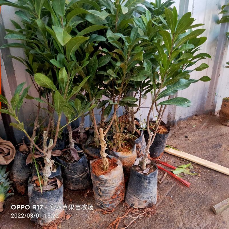 东魁杨梅嫁接苗，带营养杯苗带土发货，种植成活率好！
