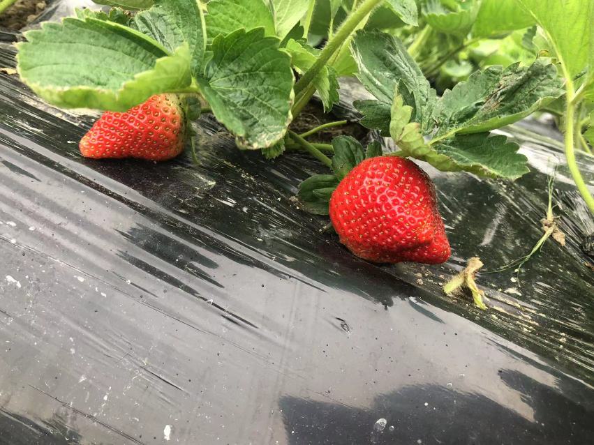 草莓果实特写
