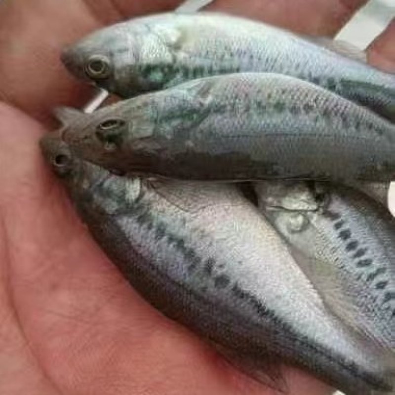 【推荐】鲈鱼苗加州鲈鱼苗优三各种规格欢迎老板上门洽谈业务