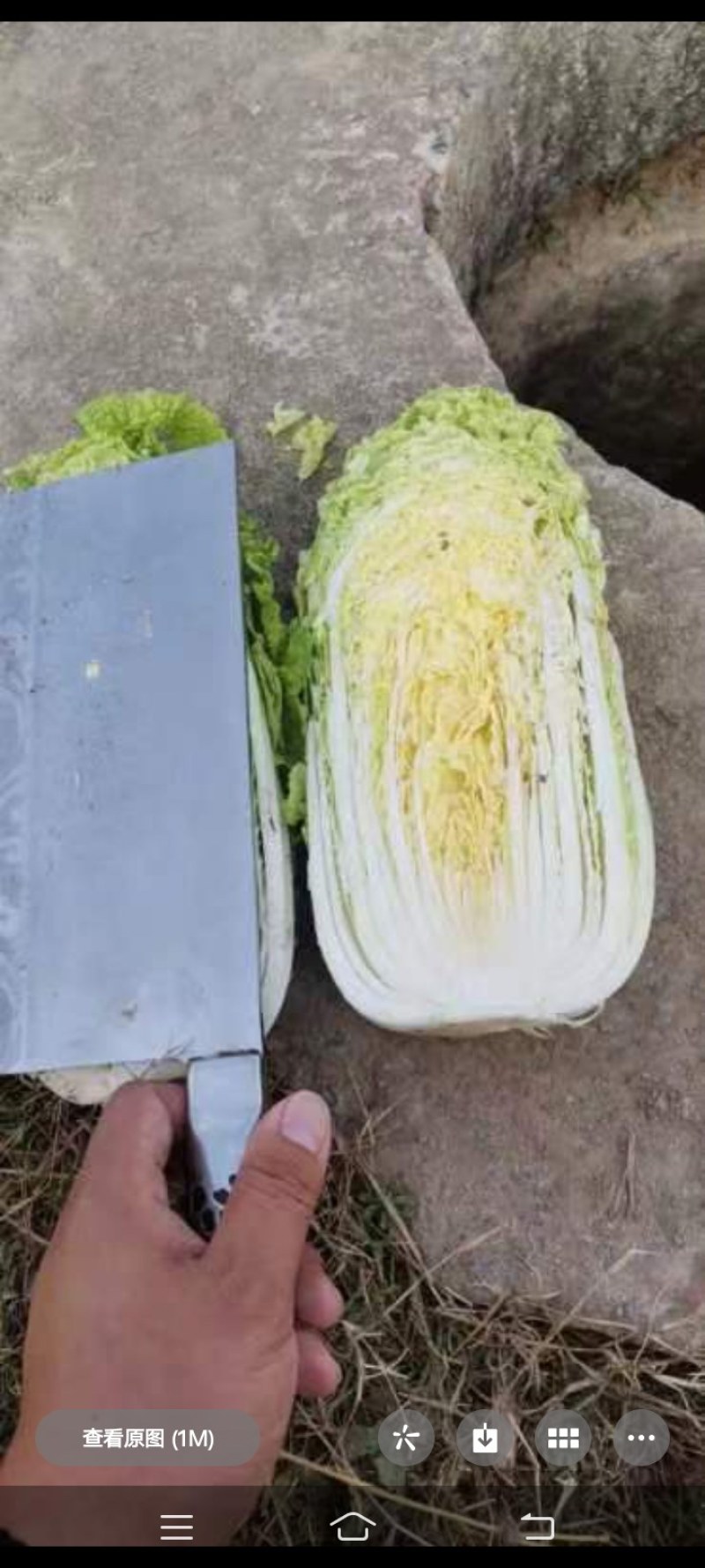 黄心白菜上市中有须要的老板与我联系可全国代发