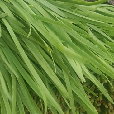 大棚韭菜上市中可代发全国