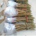 波姬红无花果南北方种植盆栽地栽优质苗精选苗