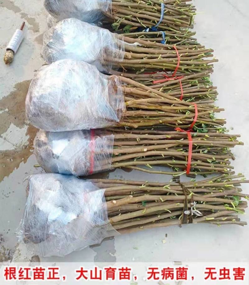 波姬红无花果南北方种植盆栽地栽优质苗精选苗
