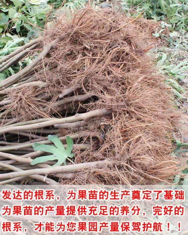 波姬红无花果南北方种植盆栽地栽优质苗精选苗