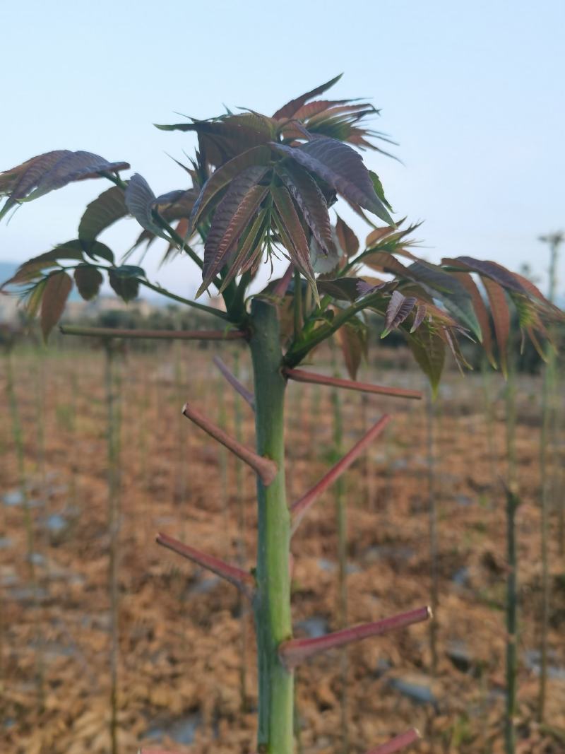 云南红油四季香椿/货源稳定/货量大/支持酒店市场采购